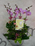Orchid Phalaenopsis Gift Set - CODE 1124